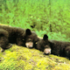 Illustration for article titled When Bears Go To Rehab